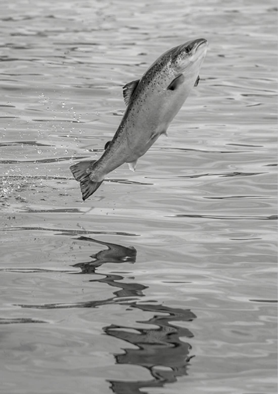 Salmone che risale la corrente