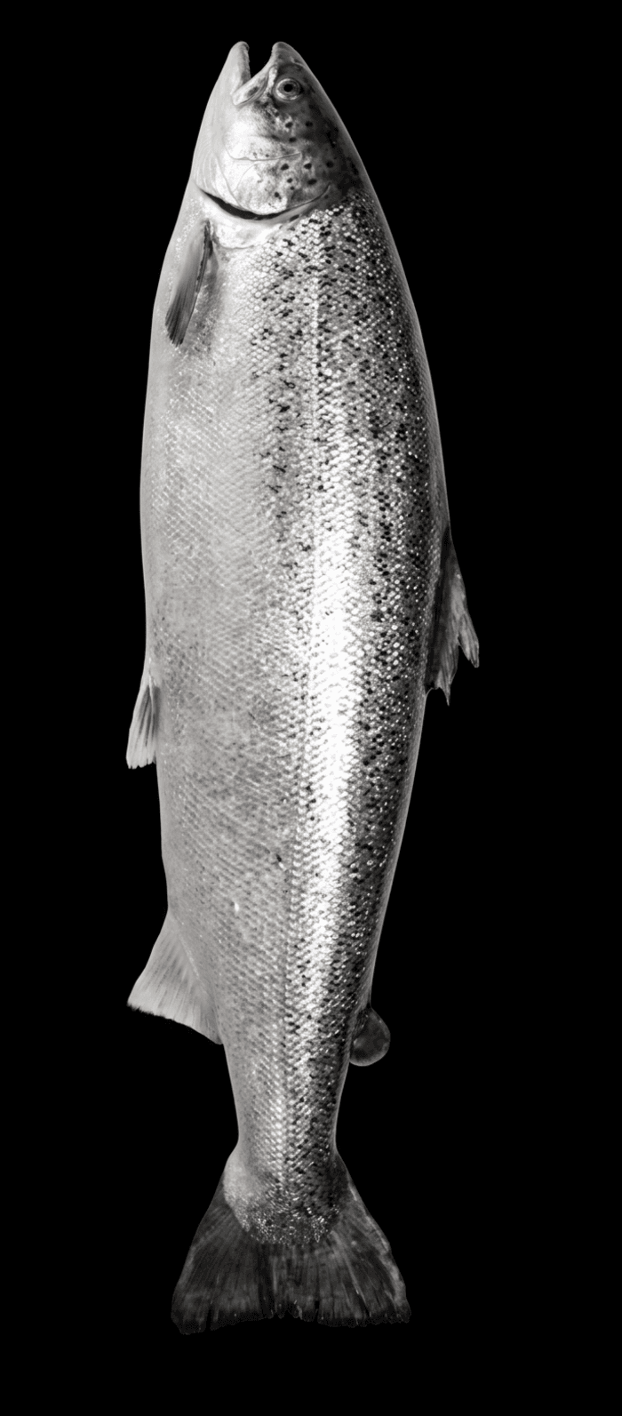 Salmone intero Upstream
